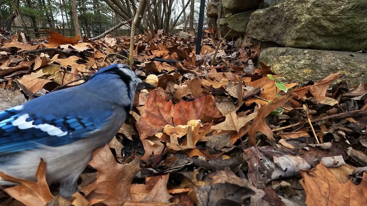 Birds and Squirrels Cat TV for Cats to Watch Relaxing Nature Videos 