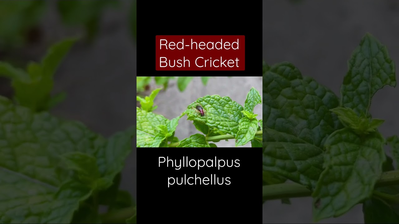Red-headed Bush Cricket