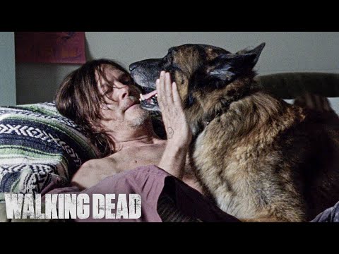 Best of Daryl & Dog | The Walking Dead