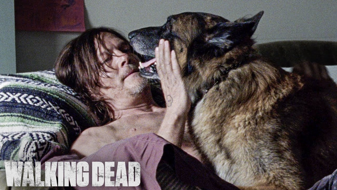 Best of Daryl & Dog The Walking Dead YouTube