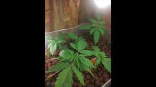 Hydroponic cfl grow week 1 2 and 3