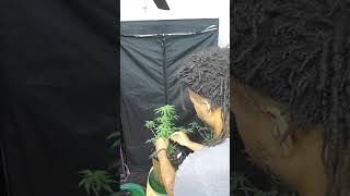 Tent Time...Flush and Flip