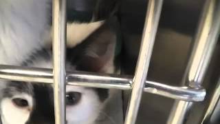 Morrison County Humane Society animals for Christmas adoption 12-20-14