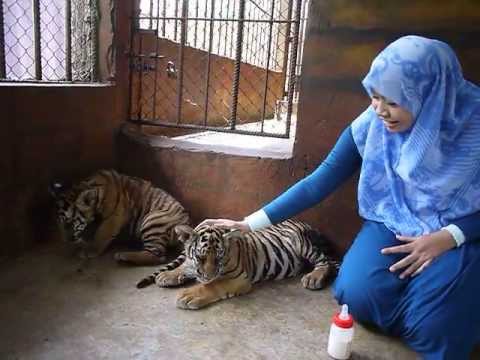 Unduh 8400 Gambar Harimau Comel  Gratis HD