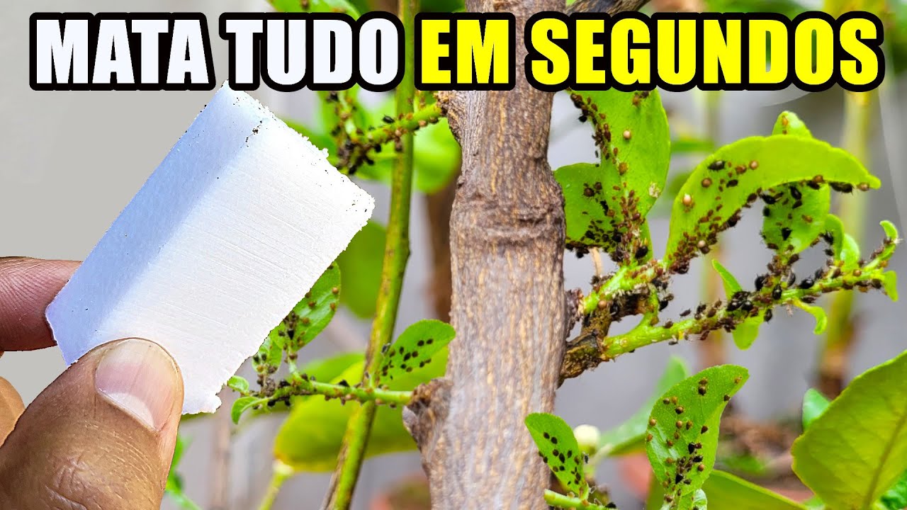 MATA TUDO EM 30 SEGUNDOS (lagartas, formiga, pulgão, cochonilha, mosca branca e todas as pragas)