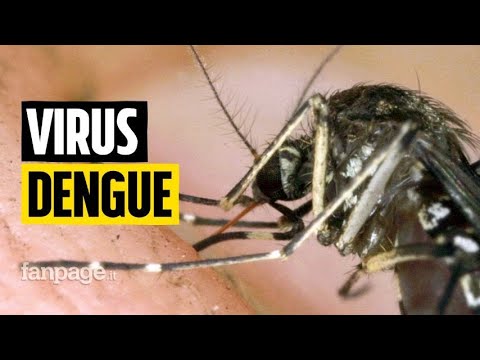 Virus Dengue, le parole del dottor Nicastri (Spallanzani): "I casi dovuti al cambiamento climatico"