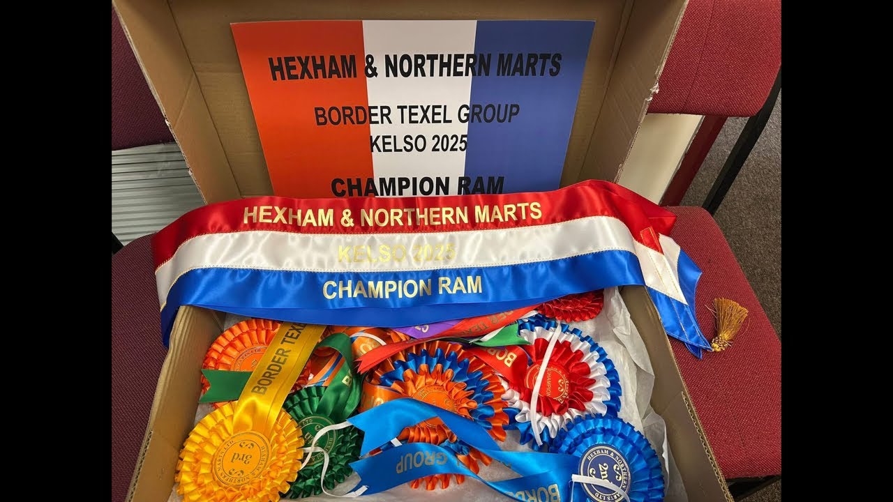 Border Texel Group Ring 5 at 10.00am Kelso Tup Sales on Friday 12th September ‘25