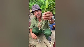 Cách chiết cành làm quất mini bán Tết