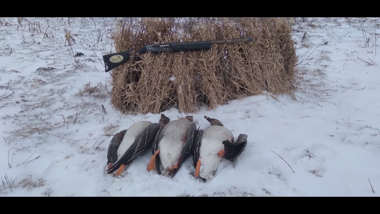 Охота на гуся 2021г. Три гуся с одного выстрела. - YouTube