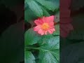 Untitled video