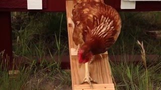 Large OverEZ Chicken Coop Assembly | OverEZ Chicken Coop