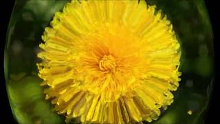 花々＿シャコンヌとメヌエット