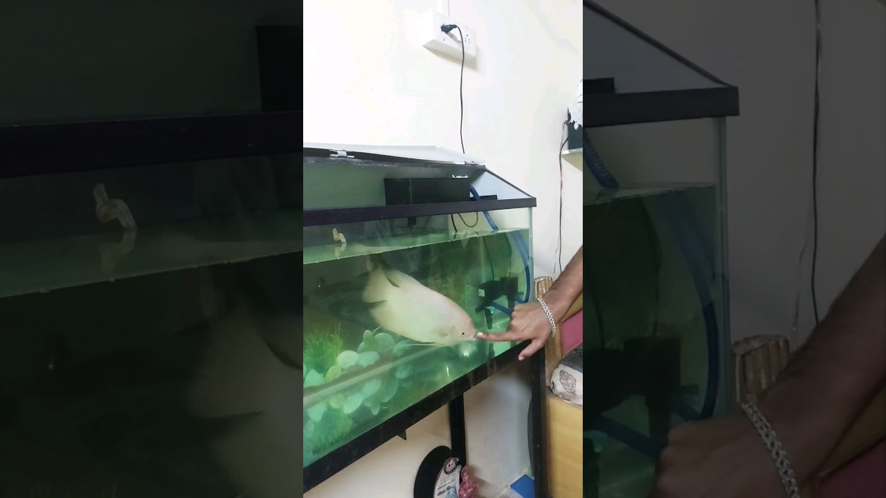 Fun Ways to Play with Aquatic Pets 🐠 