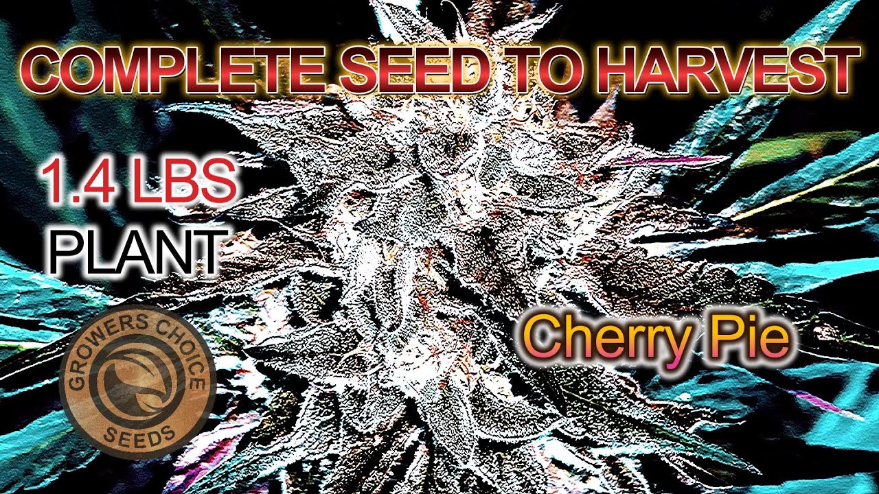 Как я вырастил саженец вишни для пирога весом 1,4 фунта на открытом воздухе | От посева семян до ...