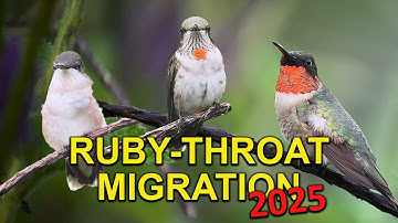 Ruby-throated Hummingbird Winter Migration Hotspot!