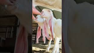 bakra viral  shortsviral