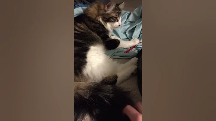 If you scratch his swisher you activate his licker.