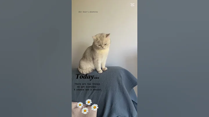 Watch the video about Sir Oscar | British Shorthair silver cat | #britishshorthair #catsonlychannel #catlover #pets #cute