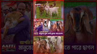 মানুষের দুঃখ–কষ্ট বুঝতে পারে ছাগল | The Goat Farming | Goat News | Aaffi TV