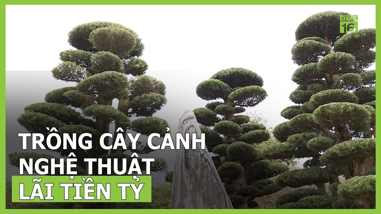 Lãi tiền tỷ nhờ trồng cây cảnh nghệ thuật | VTC16 - YouTube