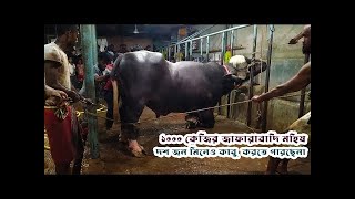 Unbelievable! Sadeeq Agro's Jafarabadi Buffalo Is A 1000kg Beast!