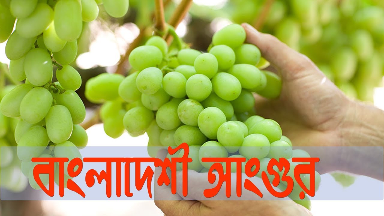 Grape Cultivation in Bangladesh II বাংলাদেশী আংগুর YouTube