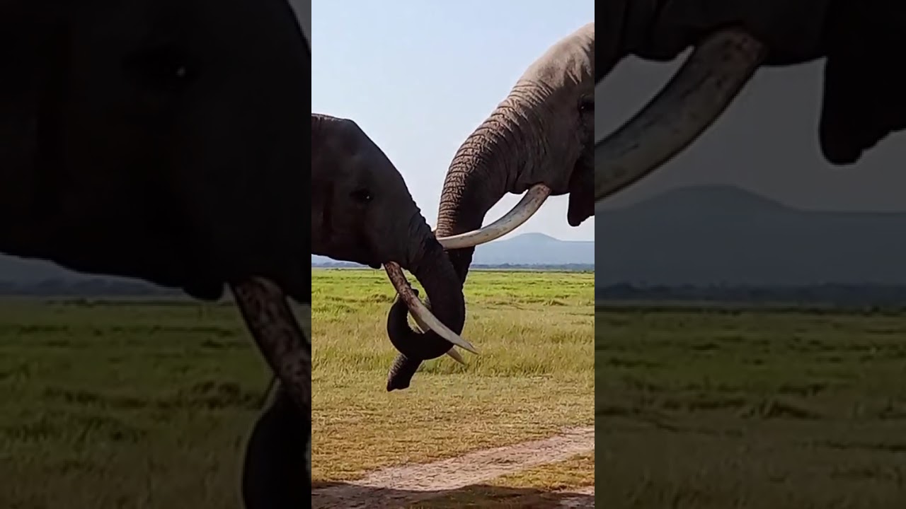 Elephant Romance” — A Gentle Giant Love Story 🐘❤️