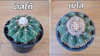 ดิสโก้ กับ เมโล ต่างกันอย่างไร ดูยังไง? ความแตกต่าง ดิสโก้แคคตัส กับ เมโลแคคตัส