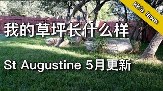 春季草坪生长状况更新 - what does St Augustine Lawn look like in early May | 尅尅&凯西的后花园