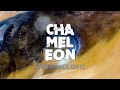 CHAMELEON book trailer