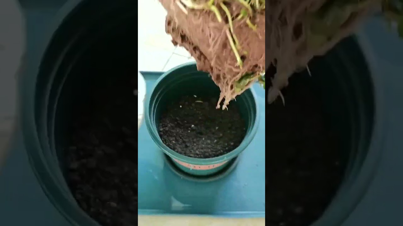 2885 🌰🌲🍄🍃🍒 