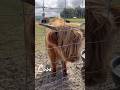 #cows #capybara #farm #fun #fypシ