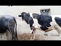 natural animal meeting|cow bull and buffalo|#hybridmating|#cowmeeting