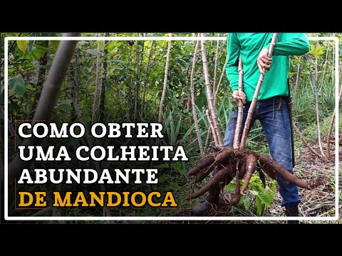 Vídeo: Aprenda a propagar uma planta de mandioca