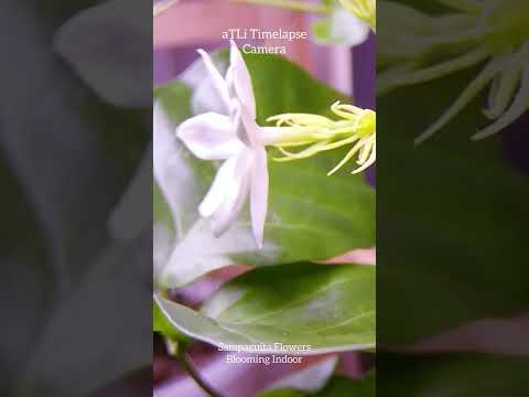 Video: Jasmine multiflorum: foto, domácí péče