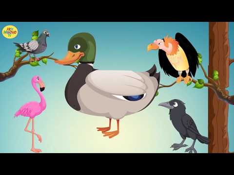 Video: Անտառային թռչունների անունները. Թռչունների անվանումը և տեսակը. Ռուսաստանի թռչուններ