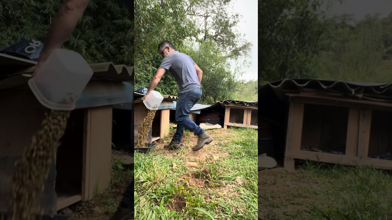 #protetoresdeanimais #cachorrosdivertidos 