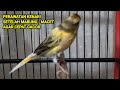 Perawatan Kenari Habis Mabung Macet Agar Cepat Gacor Mp3 - Mp4 Download