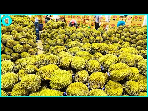 Vídeo: Usos para Durian Fruit - Aprenda sobre o cultivo de Durian Fruit