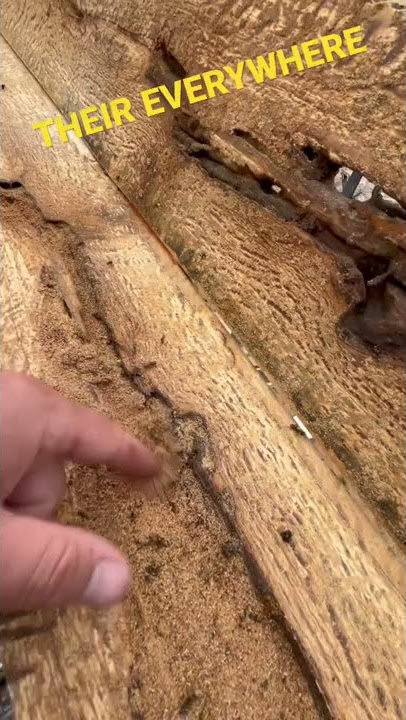 LOOK WHAT WE FOUND HIDING IN THIS LOG