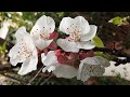 Proleter - April showers (with lyrics)
