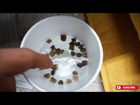 Video: Razmnožavanje sjemena Moonflower Vine - Kako da uberem sjemenke Moonflower za sadnju