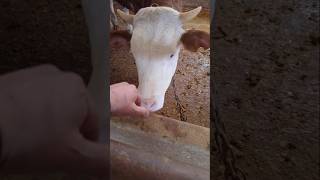 Yalama yarışması...