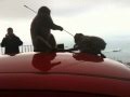 Gibraltar Monkeys Attack Car