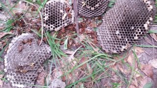 Red Wasp Condominiums