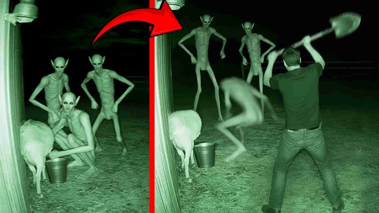 Things Humans Were Not Meant to Witness! – Video