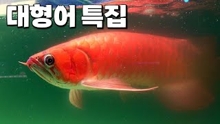 설특집] 아로와나, 디스커스, 프론토샤, 테라핀 특수어종 1등은 과연?