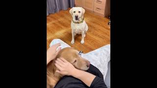 Jealousy In Animals Caress Me Too पांव से नहीं हाथ से Dog Speaks Via Actions #animals #dog #shorts