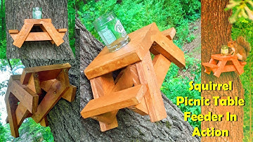 Squirrel Picnic Table Feeder In Action 🐿