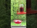 Oriole in the bird feeder - 5/21/2020